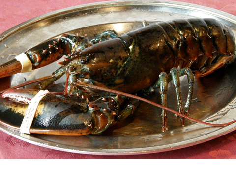 オマール海老